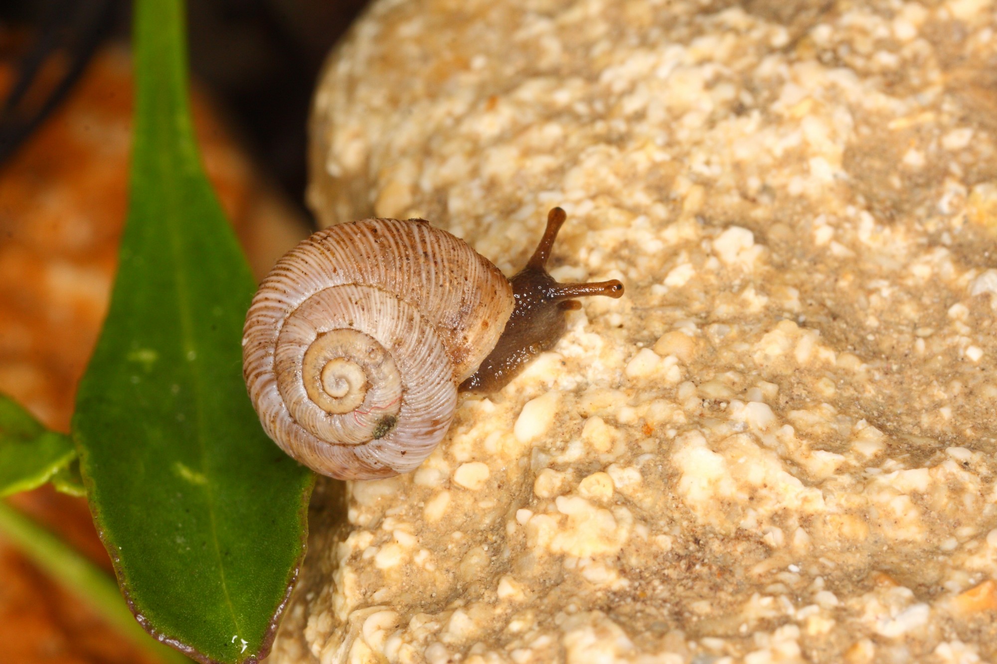 Helicopsis austriaca, Foto: A. Mrkvicka