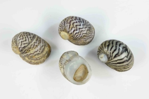 Theodoxus danubialis shells