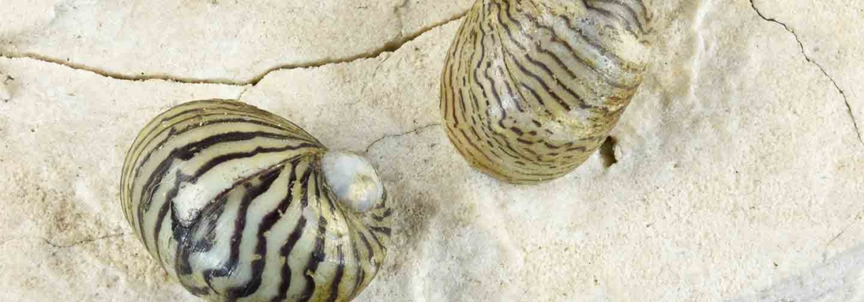 Theodoxus danubialis shells