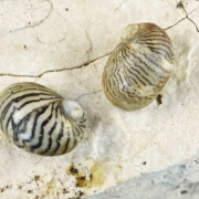 Theodoxus danubialis shells