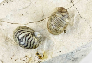 Theodoxus danubialis shells