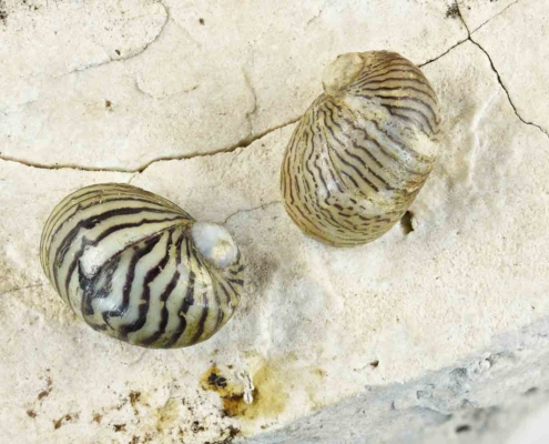 Theodoxus danubialis shells