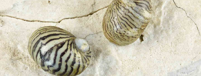 Theodoxus danubialis shells