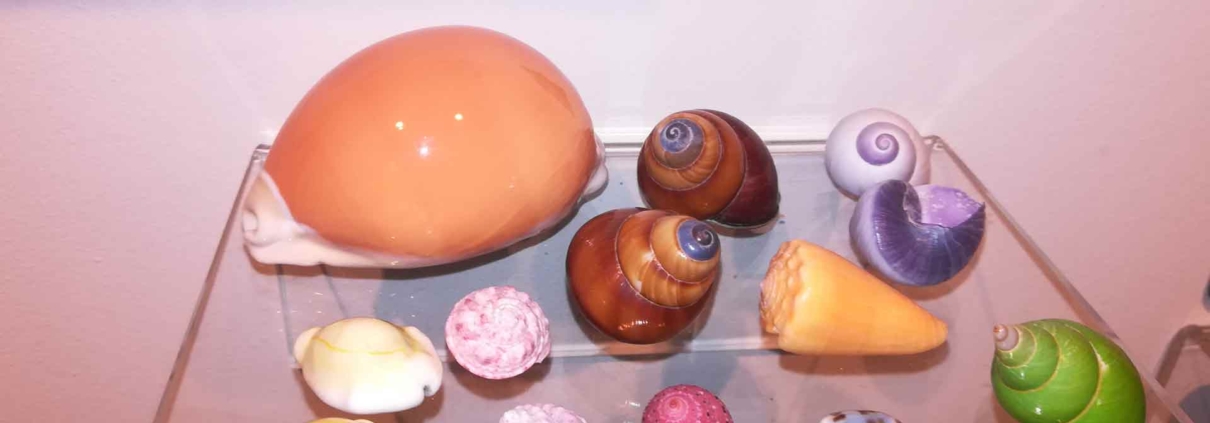 Gastropoden bei der Ausstellung „Streck die Fühler aus“ des Biodiversitätszentrum Linz 2019, © MoFA