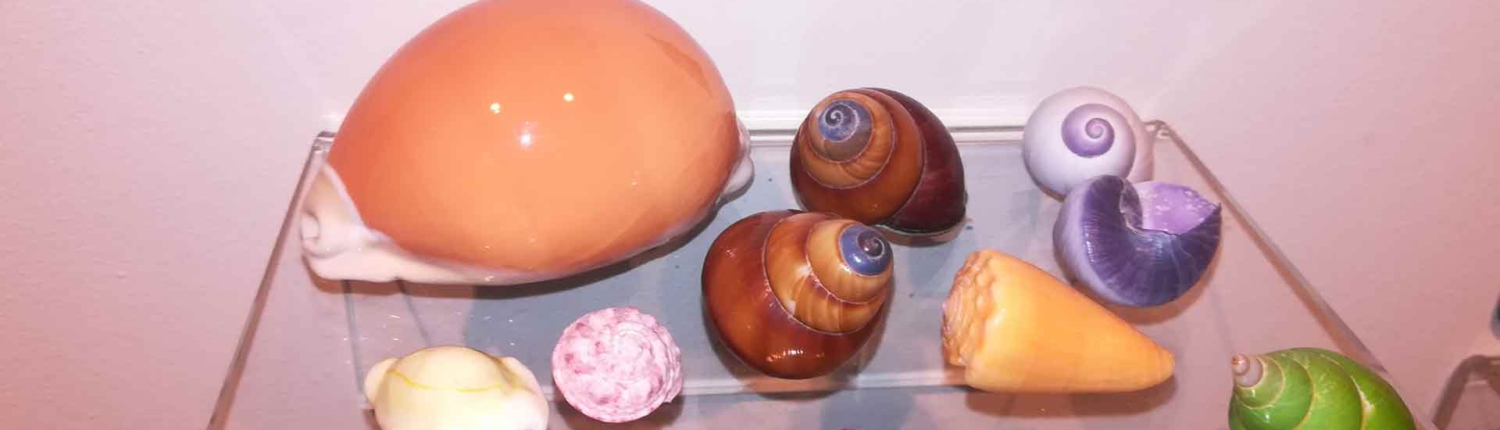 Gastropoden bei der Ausstellung „Streck die Fühler aus“ des Biodiversitätszentrum Linz 2019, © MoFA